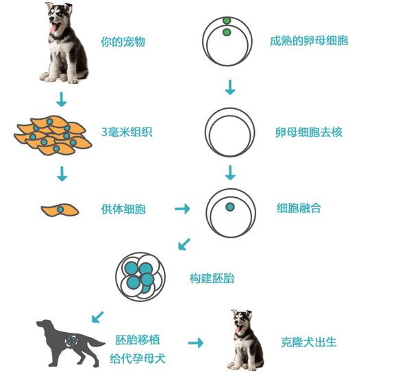 剖腹取卵植入胚胎 用16只猫克隆1只去世的猫：太黑暗了